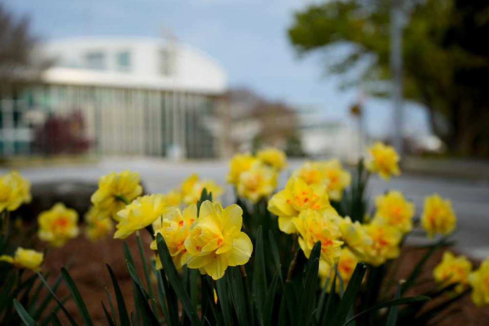 Georgia Tech campus in spring. Yellow daffodils in forefront.